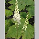 Actaea cordifolia (pluskwica sercolistna)