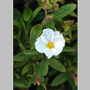 Cistus albanicus (czystek albański)