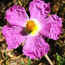 Cistus ×incanus (czystek szary)