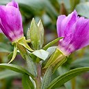 Clarkia purpurea ssp. viminea