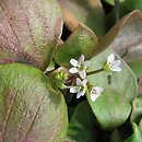 Claytonia (klejtonia)