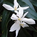 Clematis armandii
