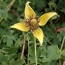 Clematis barbellata
