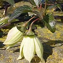 Clematis cirrhosa (powojnik wąsaty)