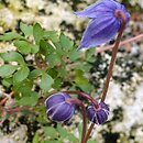 Clematis columbiana ssp. tenuiloba var. tenuiloba