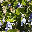 Clematis diversifolia hort.