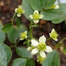 Clematis elisabethae-carolae