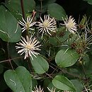 Clematis fujisanensis