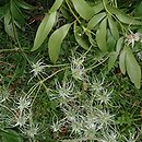 Clematis hexapetala