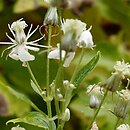 Clematis ligusticifolia (powojnik lubiśnikowy)