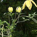 Clematis orientalis (powojnik wschodni)