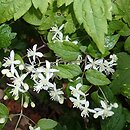 Clematis pierotii