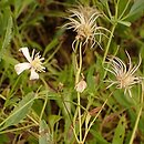 Clematis songorica