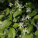 Clematis virginiana (powojnik wirginijski)