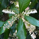 Clethra arborea