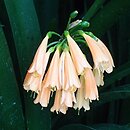 Clivia