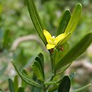 Cneorum tricoccon