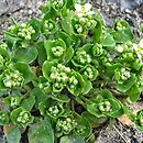 Cochlearia officinalis (warzucha lekarska)