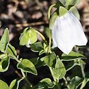 Codonopsis pilosula ssp. tangshen