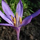 Colchicum arenarium (zimowit piaskowy)
