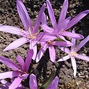 Colchicum bulbocodium