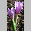 Colchicum doerfleri