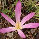 Colchicum filifolium