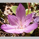 Colchicum hierosolymitanum