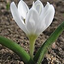 Colchicum hungaricum (zimowit węgierski)