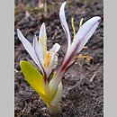 Colchicum kesselringii