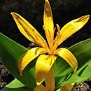 Colchicum luteum (zimowit żółty)