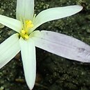 Colchicum montanum