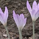 Colchicum parnassicum