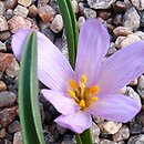 Colchicum raddeanum