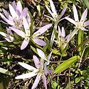 Colchicum soboliferum