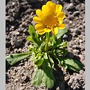 Coleostephus multicaulis (złotokwiat wielołodygowy)