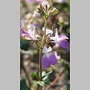 Collinsia heterophylla (kolinsja różowobiała)
