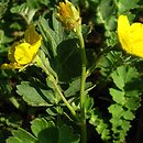 Coluria geoides