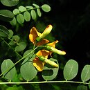 Colutea cilicica