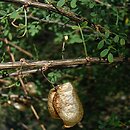 Colutea gracilis