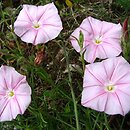 Convolvulus cantabricus