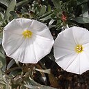 Convolvulus cneorum (powój krzewiasty)