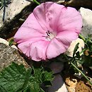 Convolvulus elegantissimus
