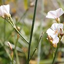 Convolvulus floridus
