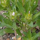 Convolvulus humilis