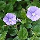 Convolvulus sabatius (powój mauretański)