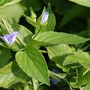 Convolvulus siculus