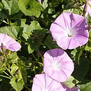 Convolvulus stachydifolius