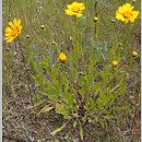 Coreopsis basalis (nachyłek Drumonda)