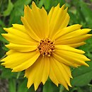 Coreopsis lanceolata (nachyłek lancetowaty)